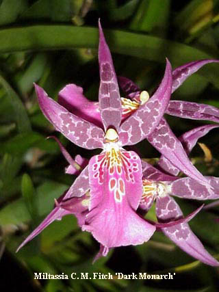 Miltassia Dark Star ‘The OrchidWorks’(Mtsa. Olmec outlets x Milt. Anne Warne)